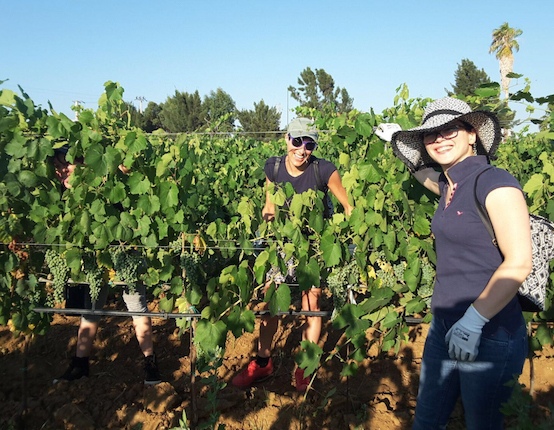 2 volontarie del progetto in un vigneto