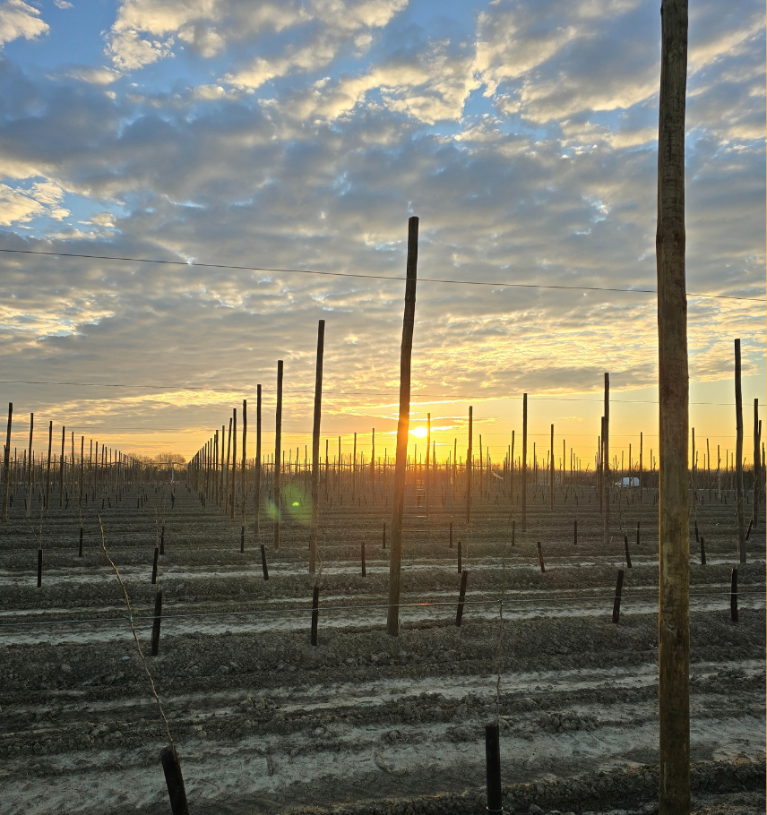 immagine storie list